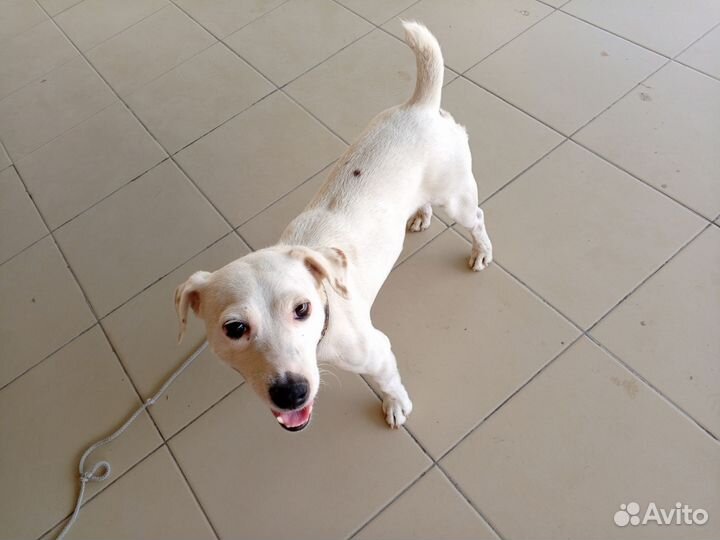 Маленькие собачки щенята