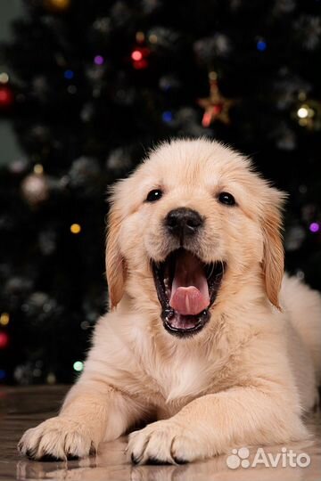 Шикарные рыжие малыши золотистого ретривера