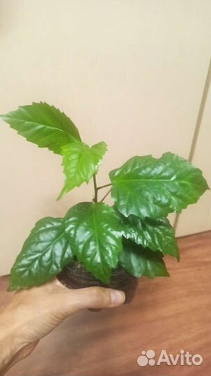 Аглонема Сильвер Бей Гибискус