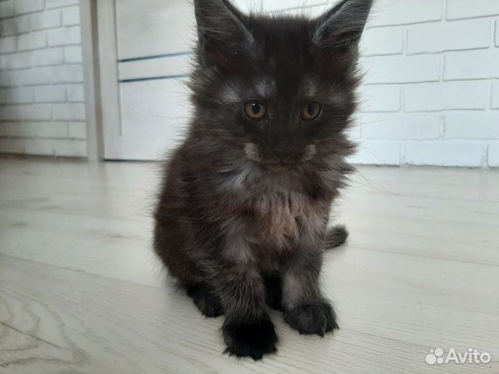 Котята мейн-кун