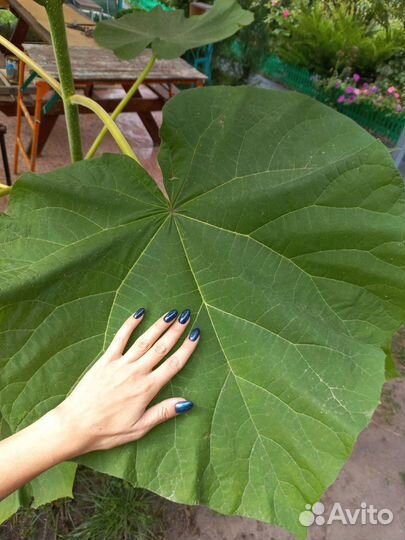 Саженцы павловния