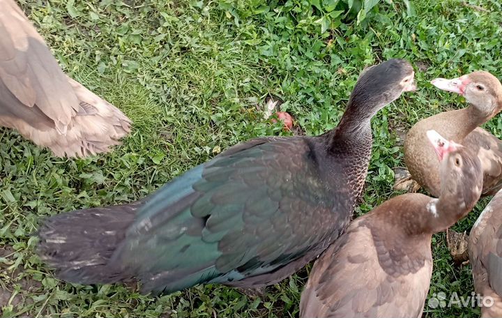 Мускусные утки