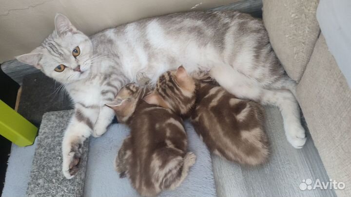 Молодая кошка