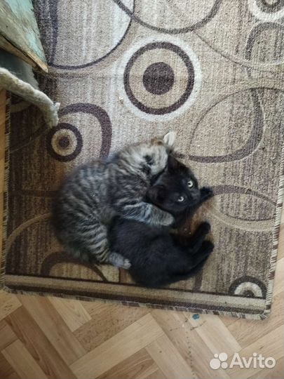 Кошки в добрые руки бесплатно