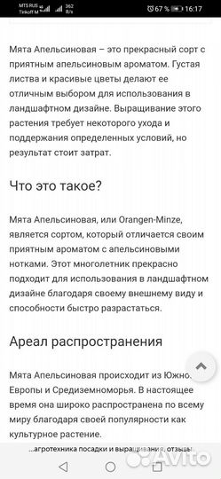 Мята апельсиновая и лимонная на срез и рассада