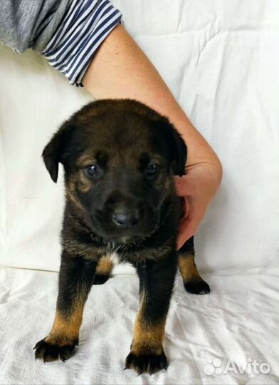 Собака щенок в добрые руки в дар