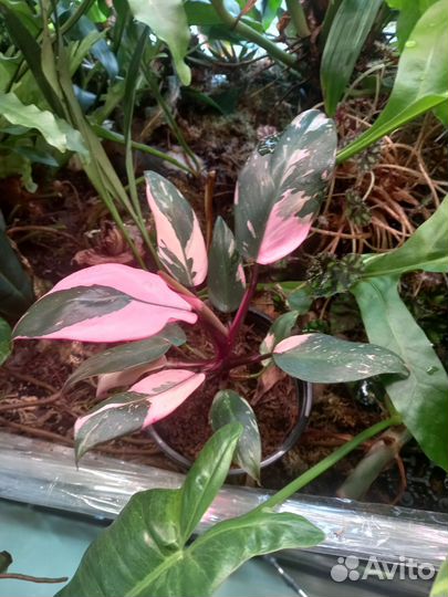 Филодендрон *Розовая принцесса*