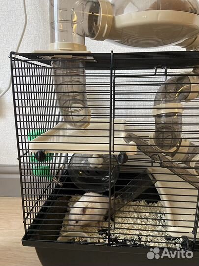 Продаем 2 хомяков с клеткой