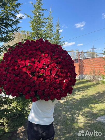 301 роза с доставкой до квартиры