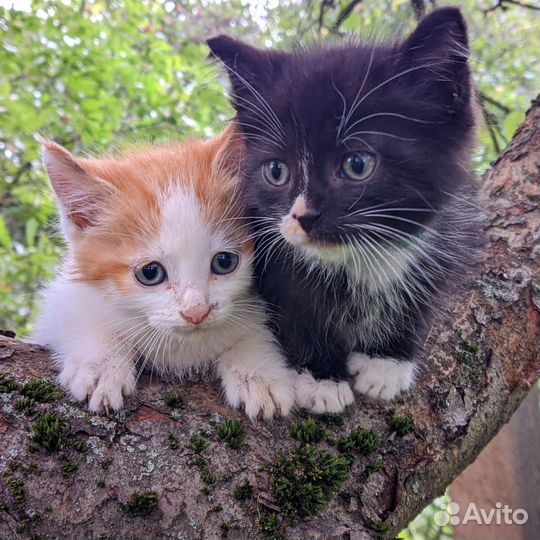 Котята в добрые руки бесплатно