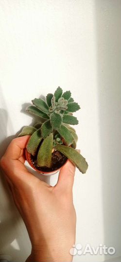 Каланхоэ войлочное (томентоза) суккулент