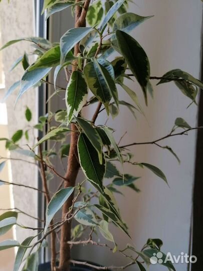 Фикус Барок (барокко)