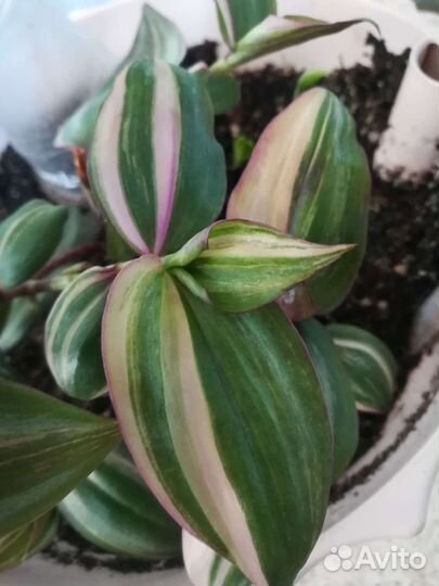 Традесканция 4 вида