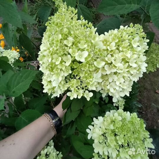 Гортензия метельчатая лайм лайт