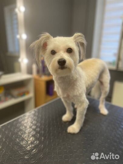 Костюм для собаки