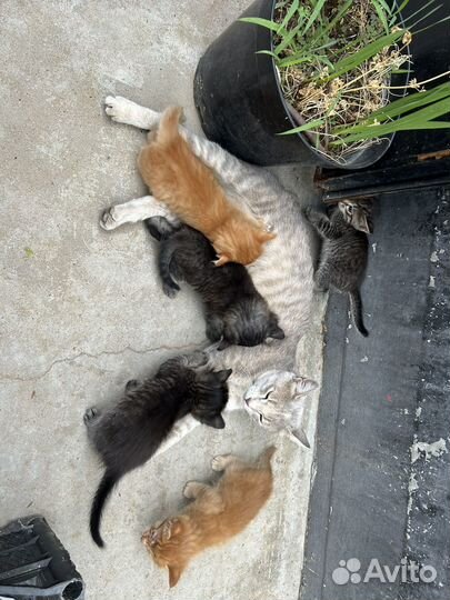 Коята мальчики