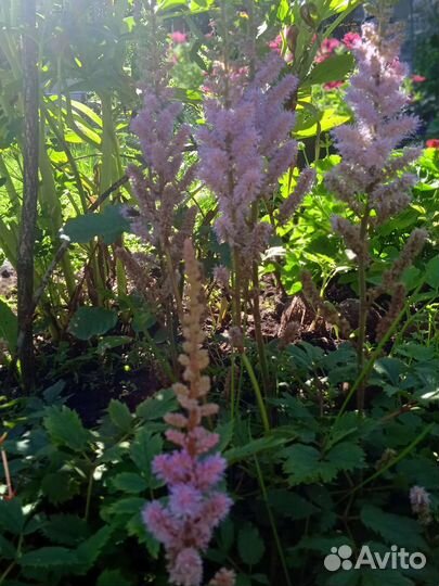 Астильба, розовые цветы, овсяница