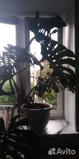 Монстера альба