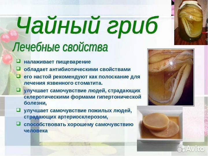 Чайный гриб комбуча