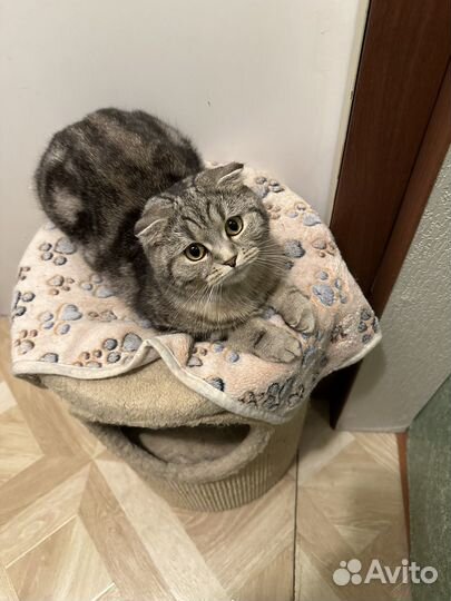 Кошечка Мая