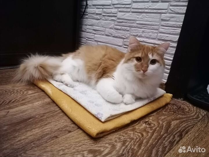 Котик ищет дом