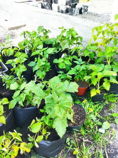 Малина ремонтантная