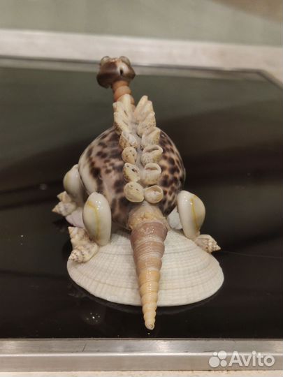 Морские ракушки, морская звезда