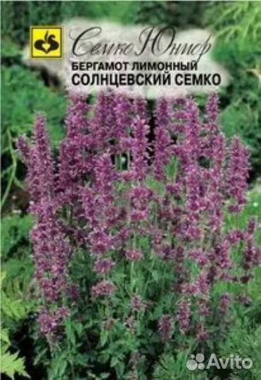 Рассада монарда лимонная (бергамот солнцевский)