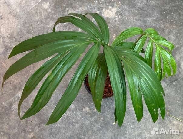 Эпипремнум Фишбон