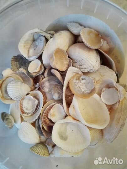 Ракушки морские для поделок