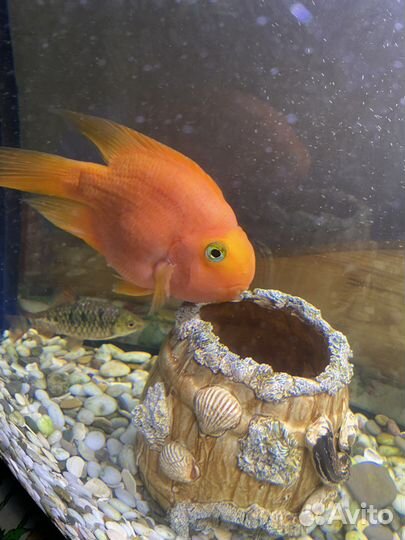 Аквариумные рыбки