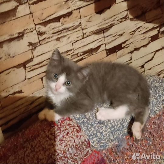 Котёнок в добрые руки