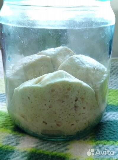 Закваска для хлеба и кефирный грибок