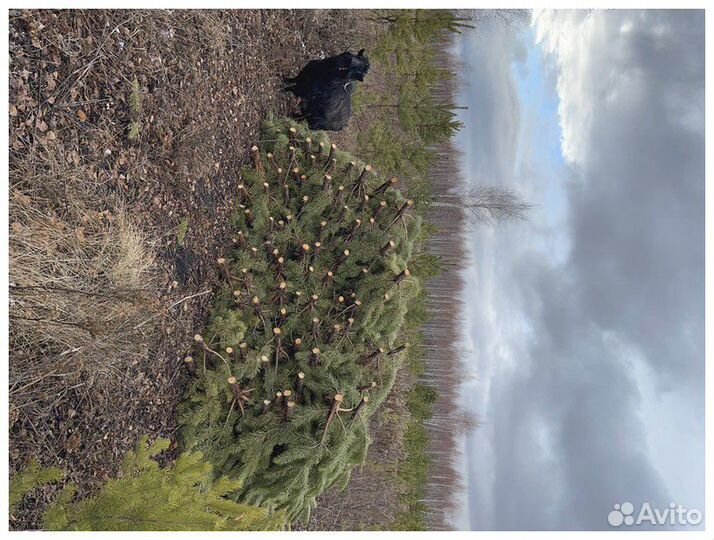 Сосна, ель, пихта, лапник