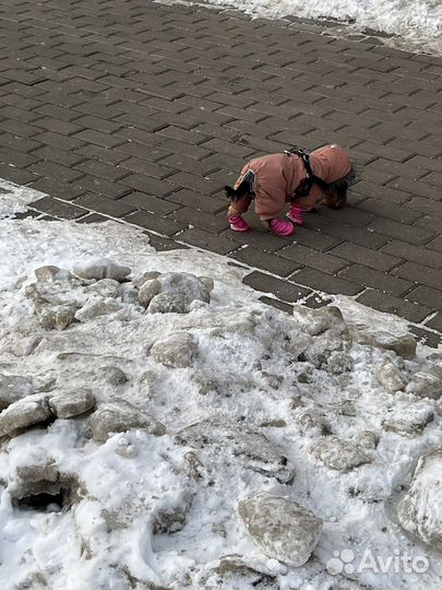 Одежда для собак мелких пород xs