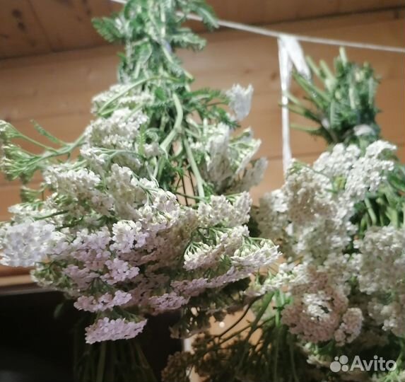 Травы Силы (лекарственные растения)