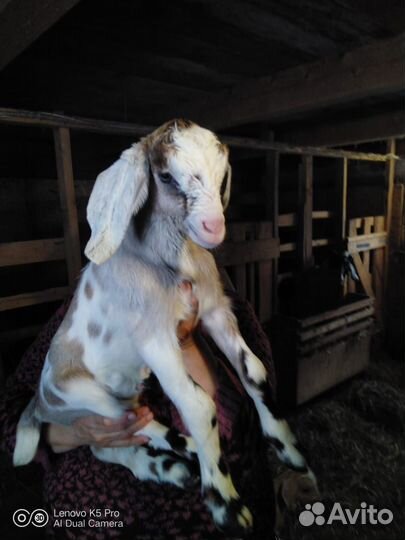 Нубийские козлята