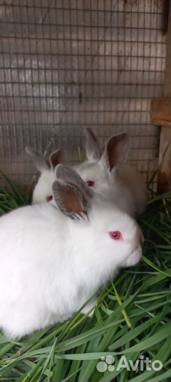 Калифорнийские кролики
