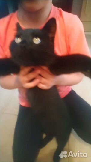 Кошка в дар бесплатно