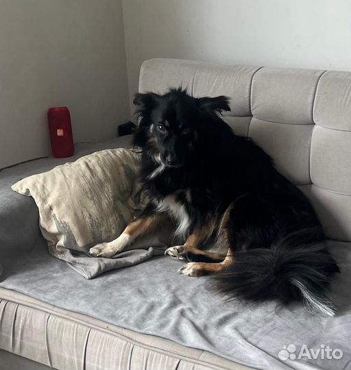 Красивая собака