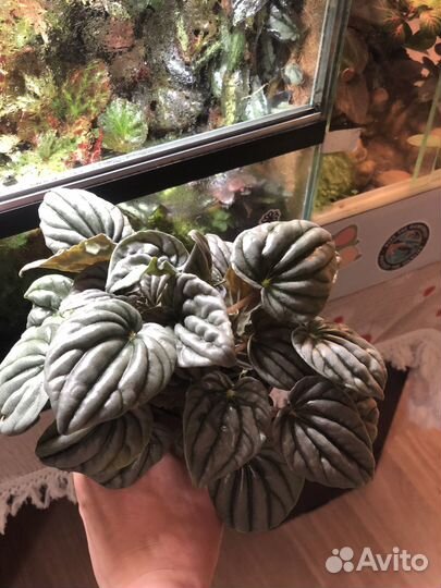 Пеперомия сморщенная