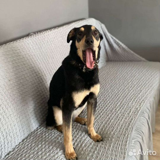 Собака компаньон