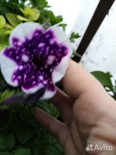 Петуния вегетативная черенки