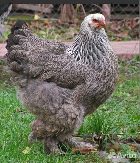 Орпингтон семья