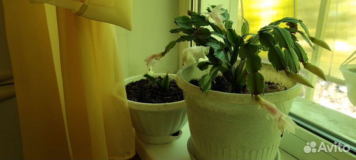 Декабрист шлюмбергера