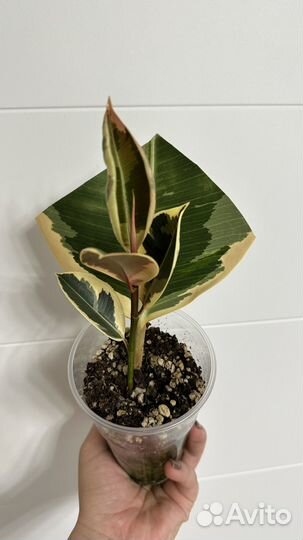 Фикус эластика тинеке