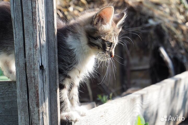 Котята в добрые руки