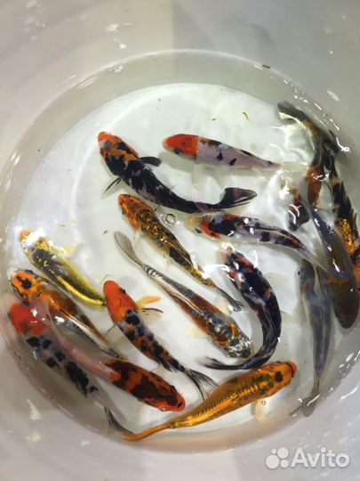 Рыбы для пруда, декоративные караси карпы