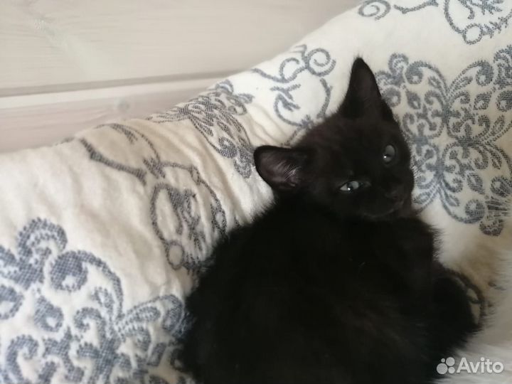 Котята турецкой ангоры