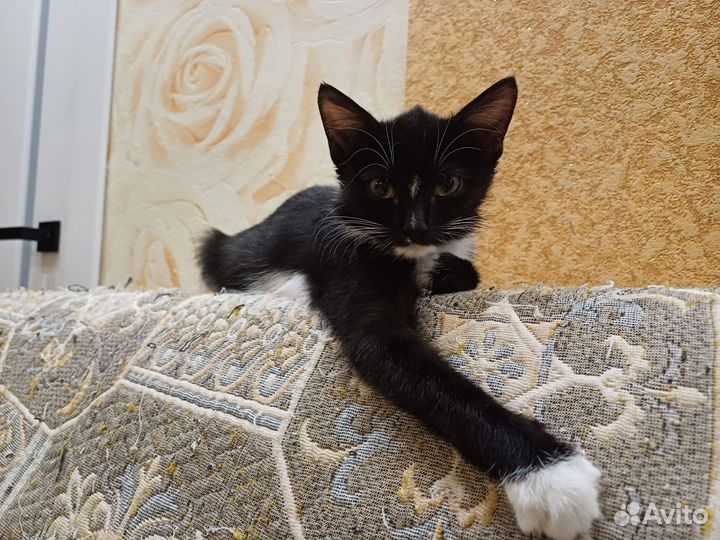Кошечка Ника